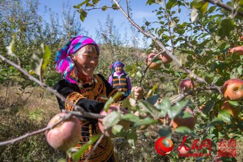 苍蒲塘村苹果种植户在采摘苹果 人民网 薛丹 摄