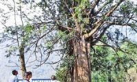 绥江发现一株300年树龄特大红豆杉