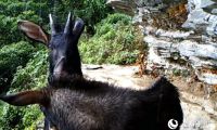 红外相机拍到“四不像” 原来是国家二级保护动物鬣羚