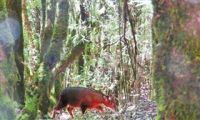 高黎贡山自然保护区发现中国兽类新记录物种—红鬣羚