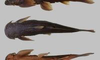 昆明动物所在怒江水系发现淡水鱼类新种——高黎贡鰋