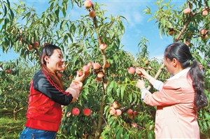 冬桃长成“摇钱树”