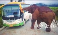 云南勐海:中巴路上抛了锚 野象纠缠两个半小时