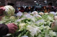 北京新发地圆白菜价格再降，菜农能挺住吗？